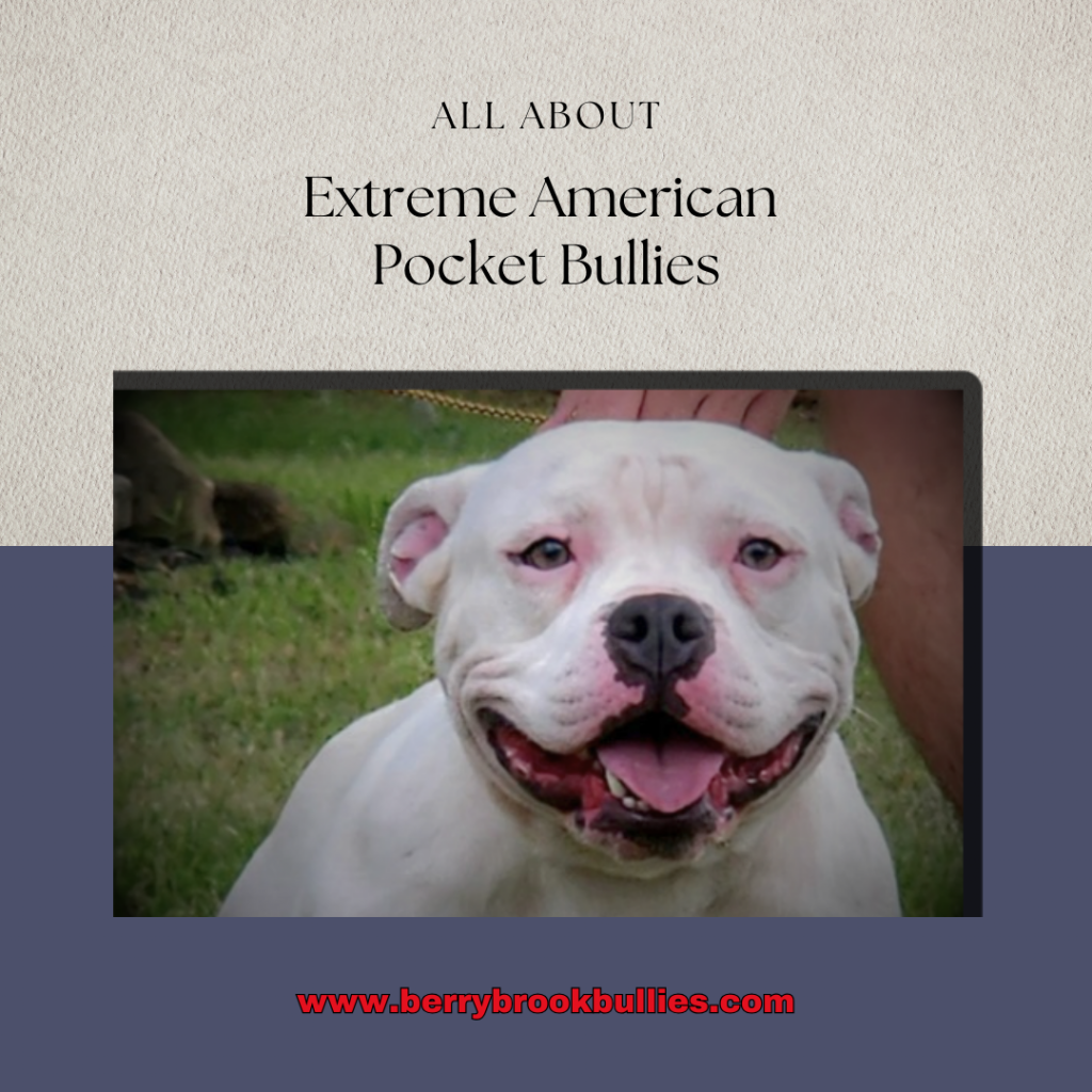 White Extreme American Pocket Bully Dog with Happy Face