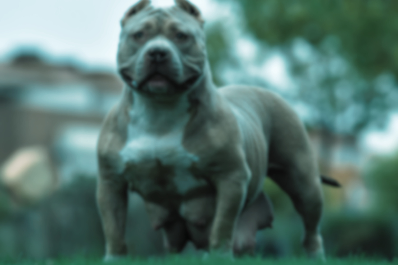 Extreme American Pocket Bullie with white star on front standing on grass