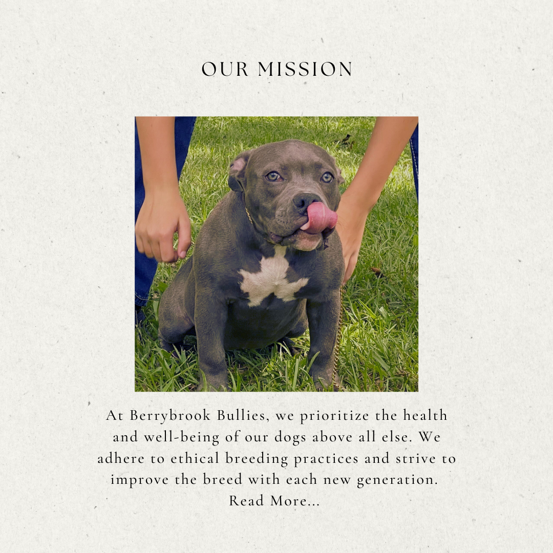 Our Mission at BerryBrook Bullies