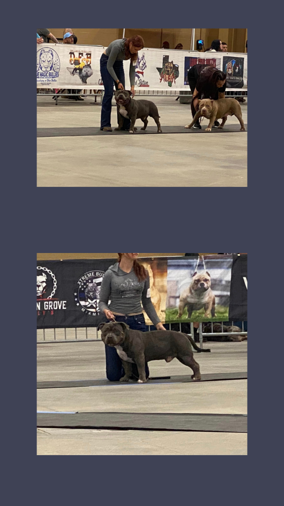 Two Extreme American Pocket Bullies standing for judges at the 20204 Osceola, Florida BABC Champion Show