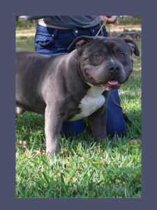 American Extreme Bully Grey Stud with White Star and Blue Eyes standing on grass