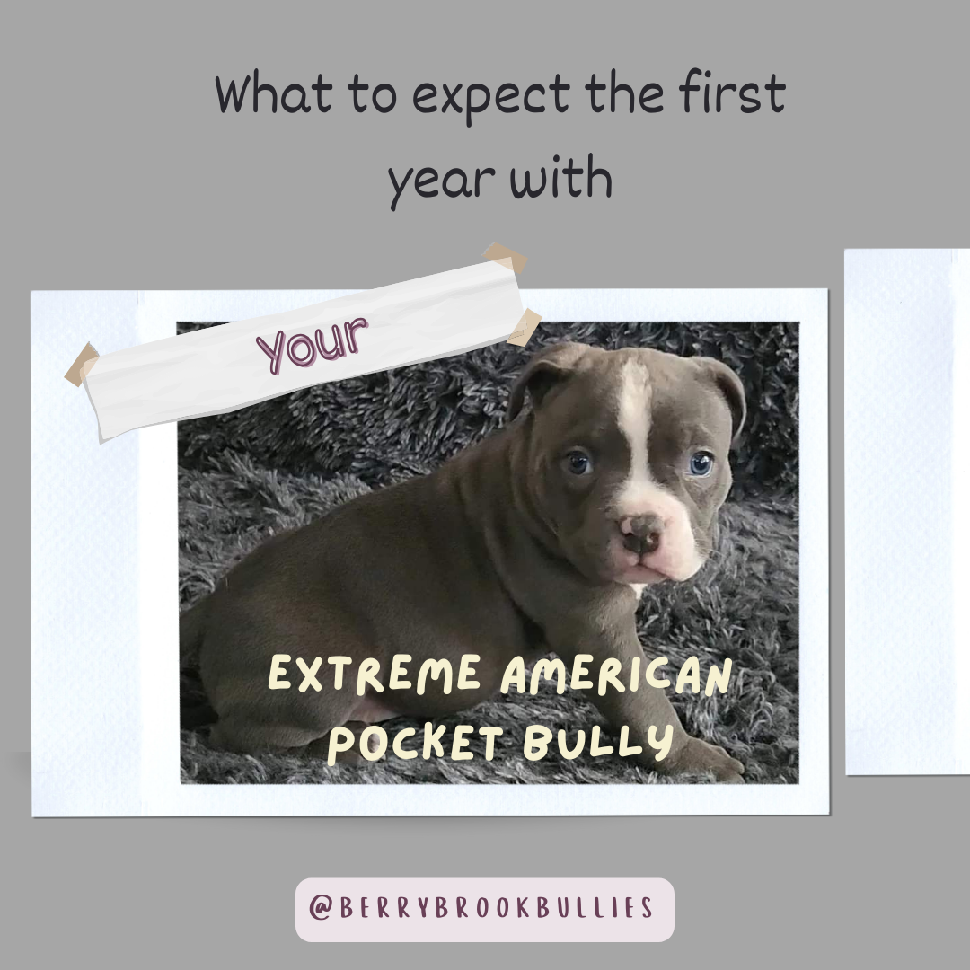Your First Year of Owning A Bully