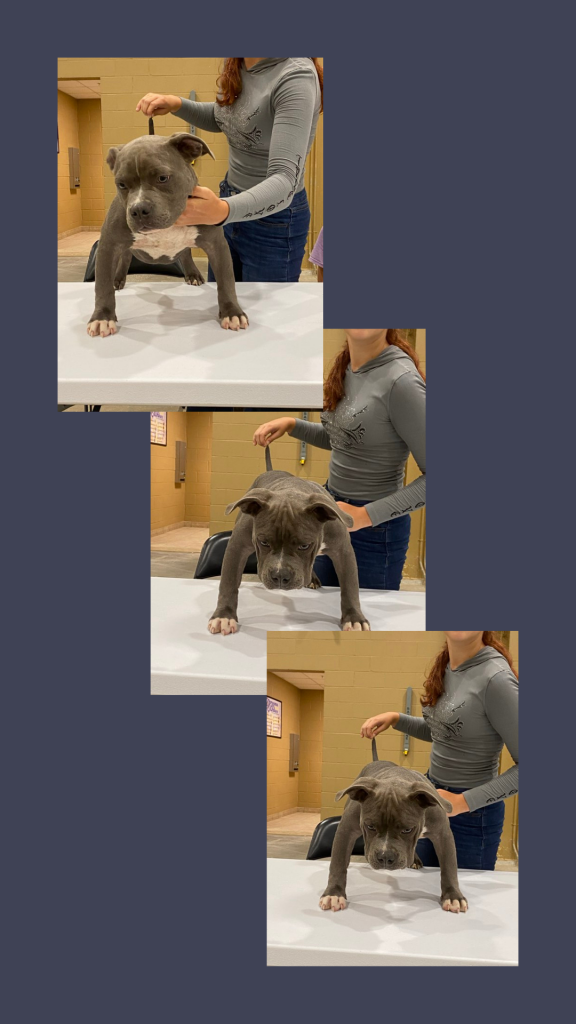 Grey Extreme American Pocket Bully at BABC Show in Osceola County Show standing on table
