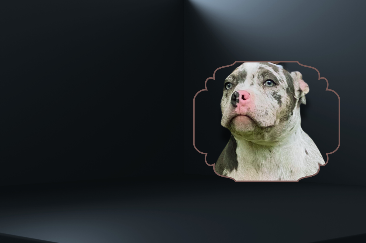 Extreme American Pocket Bully with Beautiful White Coat and Grey Spots, Pink Nose and Blue Eyes