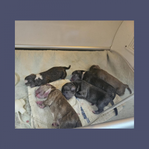 Extreme Bully Pups - Check Availability
