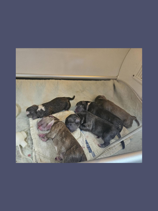 Extreme Bully Pups - Check Availability