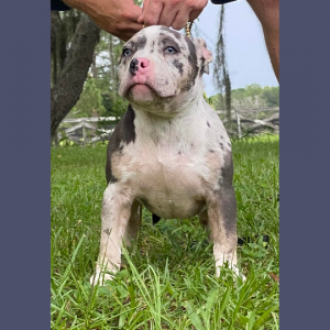 Spotted Extreme American Pocket Bully