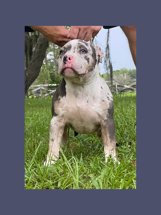 Spotted Extreme American Pocket Bully