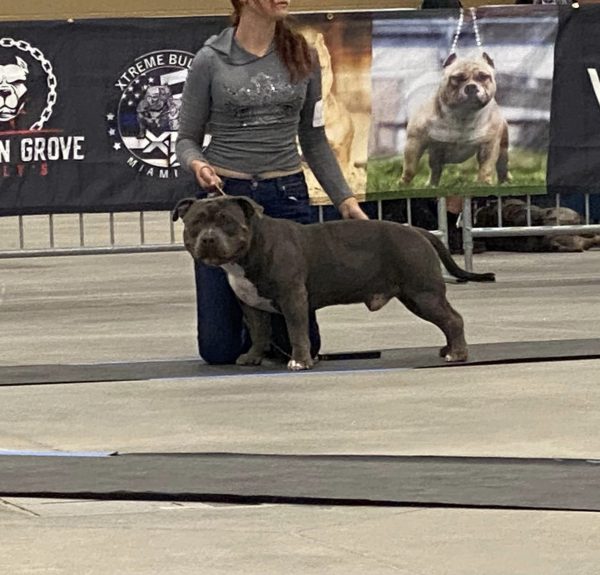 Extreme American Bully Dog Jon Wick at show in Floida