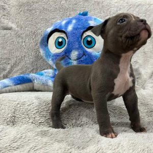 Blue Female Extreme Bully Pup