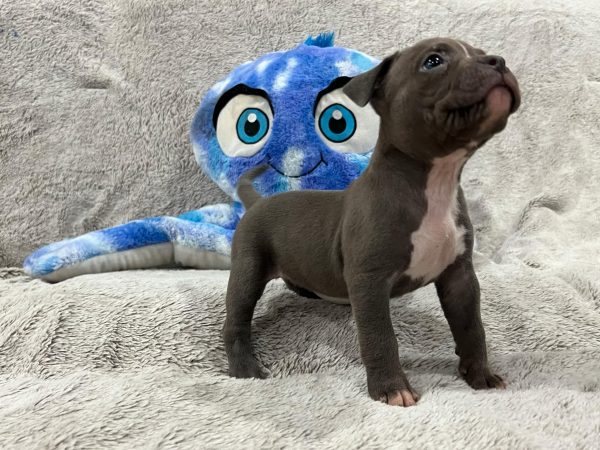 Blue Female Extreme Bully Pup
