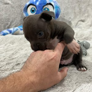 Grey-Male-Belly-White-Bully Dog with White Tipped Paws