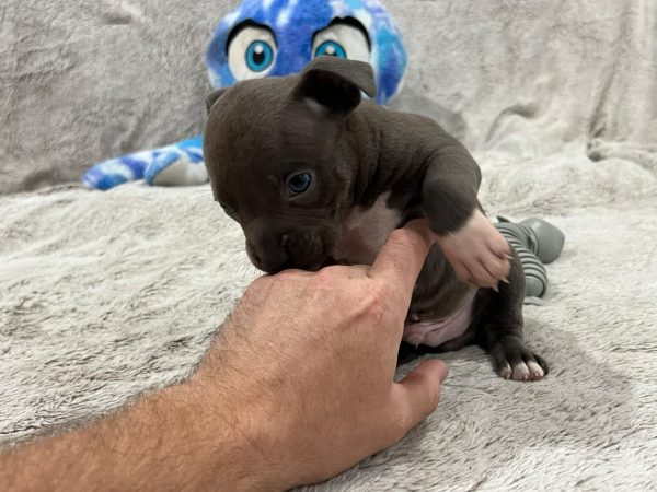 Grey-Male-Belly-White-Bully Dog with White Tipped Paws