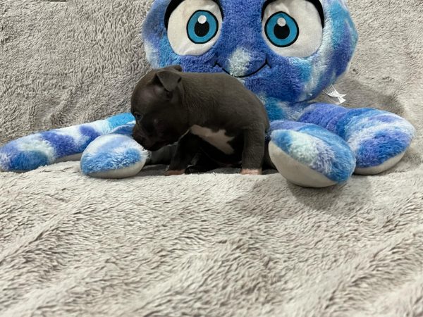 Blue Male Extreme Bully Pup with White Chest - Image 3