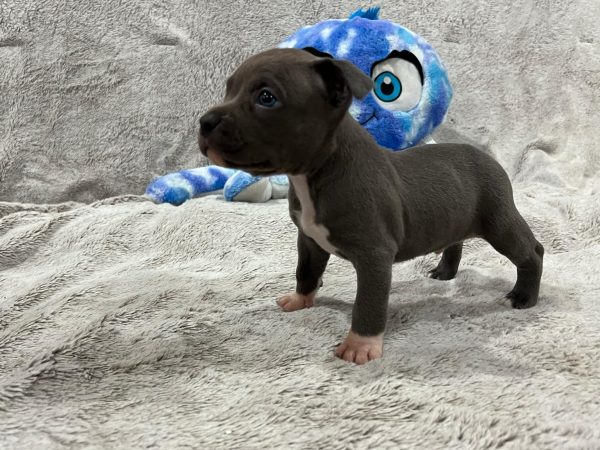 Blue Male Extreme Bully Pup with White Chest - Image 2