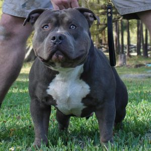 Extreme American Bully Blue with White Chest standing on Grass