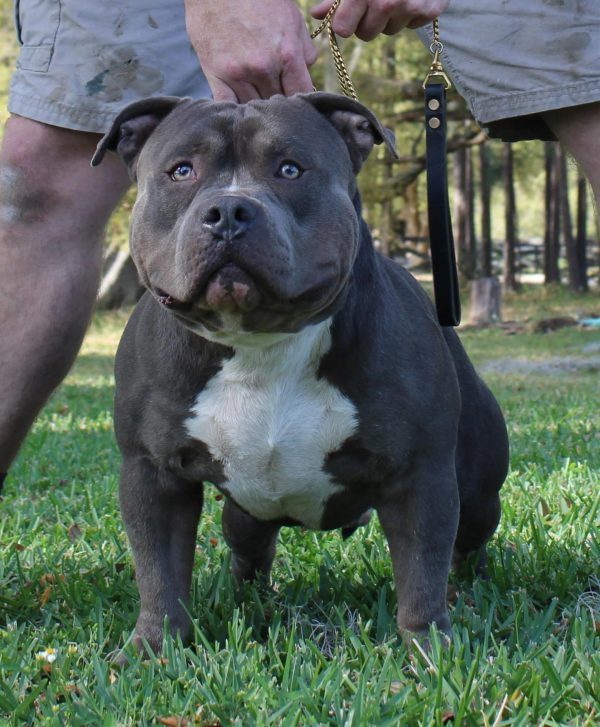 Extreme American Bully Blue with White Chest standing on Grass